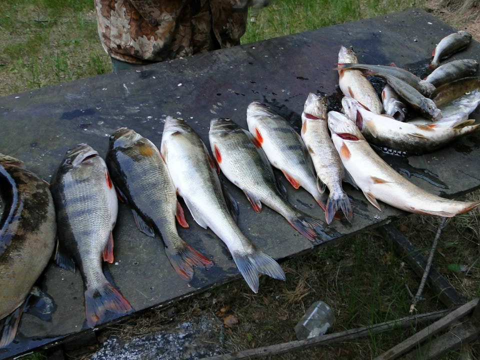 Рыбалка в августе
